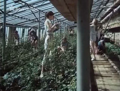v skleníku