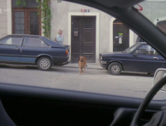 Pan Divoký na ulici