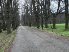 Kočičí princ