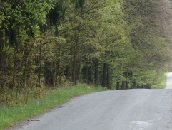 Lesní silnice