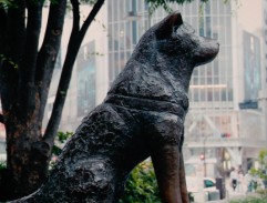 Hačikó - příběh psa