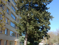 Zelená vlna
