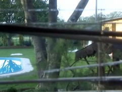 dvor Gašparových vily