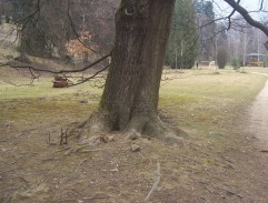 U velkého stromu