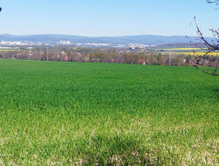 Cesta z lesa