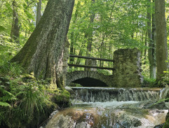 mostík v lese