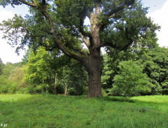 Velký strom