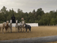 Koně v jezdecké aréně