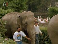 pri pavilóne slonov
