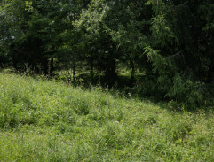 Sedím na větvi a je mi dobře