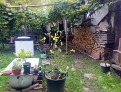 Dvůr Hanzelkova domu