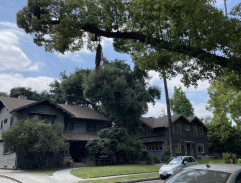 Špehování ze stromu